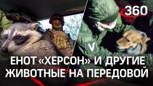 Енот «Херсон» и кошки с собаками на передовой СВО: животные на фронте
