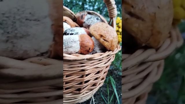 Грибы подосиновики #грибы #погрибы #mushrooms подосиновики смотреть онлайн