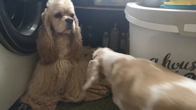 У Занзибара лицо ☺ смотреть онлайн