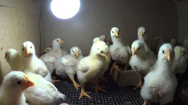 Бройлерные цыплята РОСС 308 смотреть онлайн