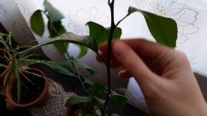 Обрезка лимона Мейера / Pruning the branches of Meyer lemon tree