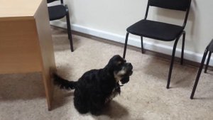 Американский кокер спаниель - щенок, дрессировка (Филимон)