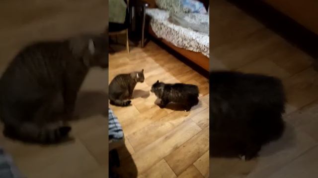 Жёсткие разборки котов. Не для слабонервных. ММА