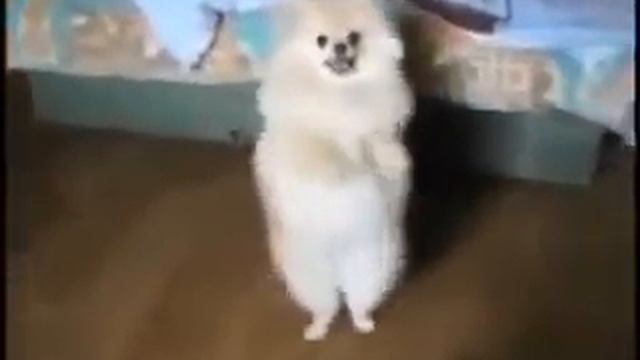 ПРИКОЛЫ ПРО РАЗНЫХ ЖИВОТНЫХ С ОЗВУЧКОЙ смотреть онлайн