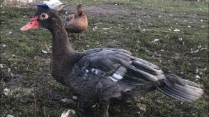 Мускусные утки - когда забивать / Убой Индоуток и Гусей / В каком возрасте убирать птицу на мясо