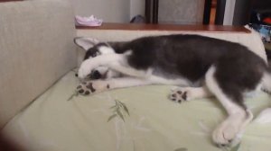 Моя любимая собака хаски