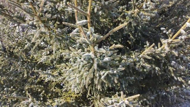 Прогулки в кронах. Март смотреть онлайн