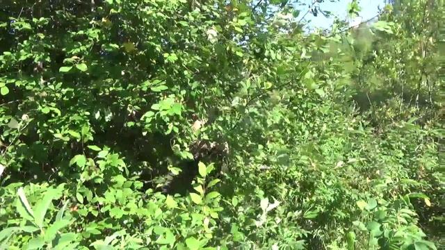 Собрать черёмуху в жаркое лето 2022 г.mp4