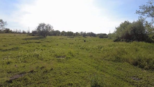 Маки, маки, красные маки! Очень красивые маки. смотреть онлайн