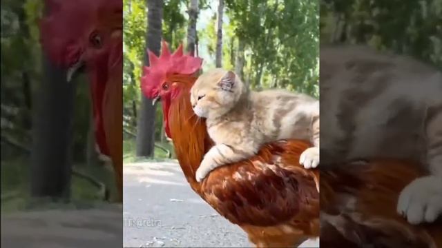 Little pussy riding big cock.