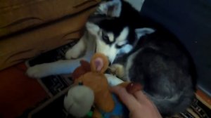 Хаски. Какие лучше игрушки покупать щенку.