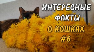 Кошки. Интересные факты. Ядовиты ли одуванчики для кошек?