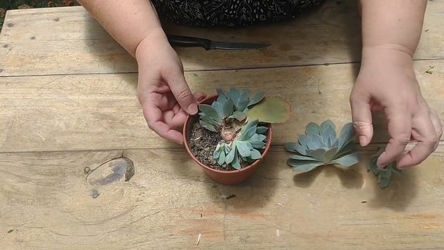 Actualización: Que hacer cuando nuestra Echeveria florece del apice? смотреть онлайн