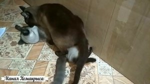 ??Сиамские кошки видео ?? Красивые кошки
