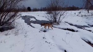 МОЁ утро, Снежная Сказка и Вниз по ручью. СК √2