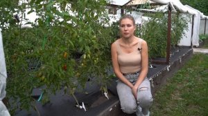 ПОМИДОРЫ  УХОД.  БОРЬБА С ВРЕДИТЕЛЯМИ И БОЛЕЗНЯМИ+НЕСКОЛЬКО НОВОСТЕЙ