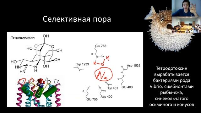 Нейробиология. Лекция 10. Потенциал действия смотреть онлайн