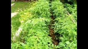 Огород без хлопот  Профилактика и борьба с фитофторозом народными методами