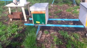 Чем отличается павильон от ульев ( часть 2)