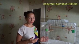 СКОЛЬКО СТОИТ ВОРОБЬИНЫЙ ПОПУГАЙ
