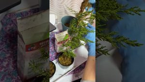 Можжевельник из черенков в мох сфагнум. Укоренение можжевельника Часть 3