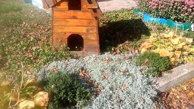 Копозиція з квітів та садових фігур Ландшафтний дизайн Зразок клумби 35