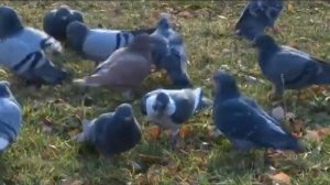 Народные приметы: какой будет зима в этом году?