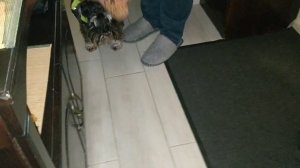 Цвергшнауцер.Одни приколы!