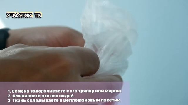 Как Быстро Прорастить Семена - Проращиваем в Тряпке