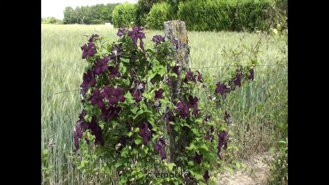 Clématite viticella Dark Eyes by clematite.net - Spécialiste des plantes de jardin смотреть онлайн
