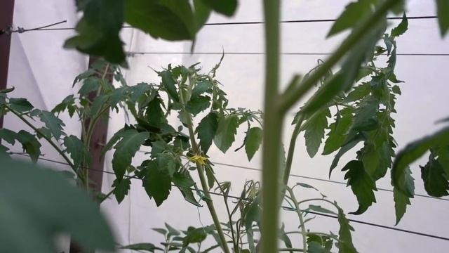Пасынкование ТОМАТОВ/ Мастер-класс