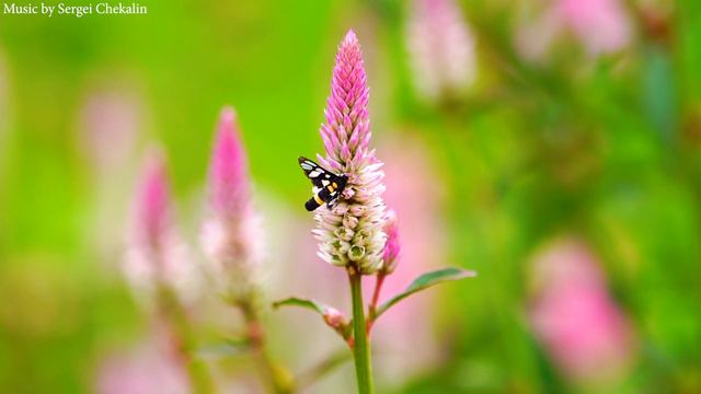 Прекрасные любовные мелодии для души! Музыка лечащая душу Сергея Чекалина