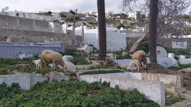 Tetouan, Morocco  ?? | "The White Dove"