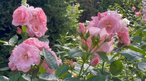 Июль в Саду 17 июля 2023 часть 9