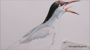 Arctic Tern Drawing in Color Pencils | Bird Drawing | How to Draw Bird