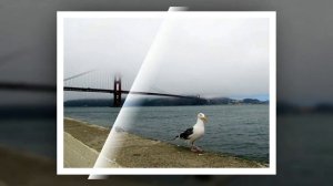 МОСТ «ЗОЛОТЫЕ ВОРОТА» (Golden Gate Bridge). San Francisco. California, USA