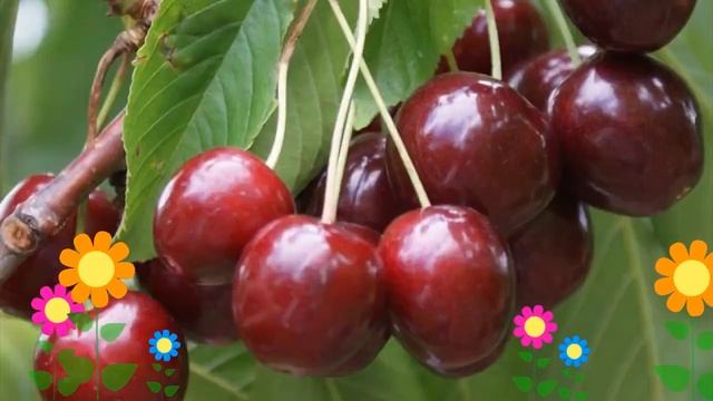 Вишнево-черешневый гибрид Саратовская малышка. Краткий обзор, описание характеристик смотреть онлайн