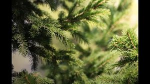 Ян Сибелиус "Ель"