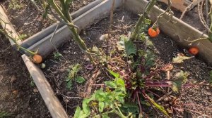 ДЕНЬГИ НИ ЗА ЧТО?!?ПОДГОТОВКА ГРЯДОК ОСЕНЬЮ.КУДА ДЕВАТЬ БОТВУ?СИДЕРАТЫ ОСЕНЬЮ.