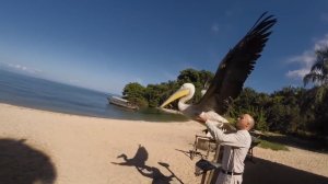 Пеликан учится летать