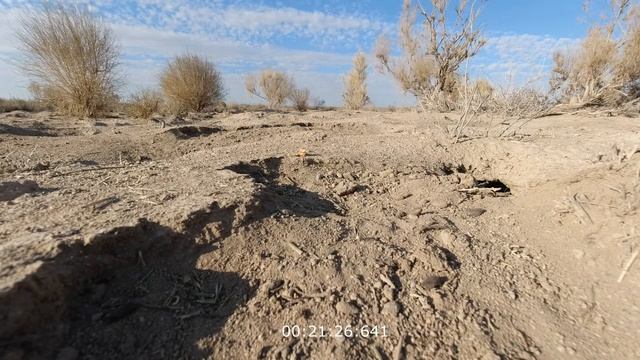 Суслики в естественной среде обитания. смотреть онлайн