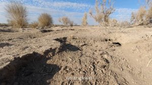 Суслики в естественной среде обитания.