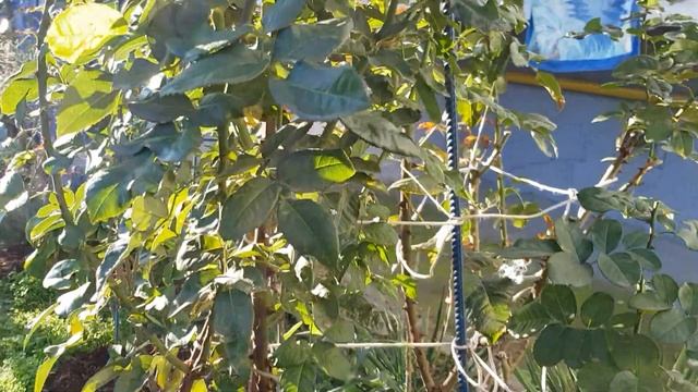 Подготовка моих роз к Зиме - НЕ ОБРЕЗАЮ, НЕ УКРЫВАЮ, и даже НЕ ОКУЧИВАЮ - розы Взрослые!!! 30.10 смотреть онлайн