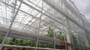 Выращивание огурцов в теплице Агропарк Виктория Estate