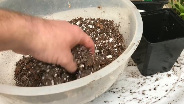 Venus Flytrap Care: How to repot a Venus flytrap смотреть онлайн