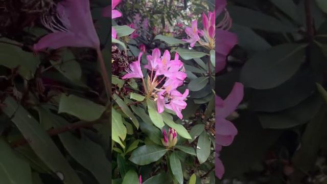 ￼￼Bees ￼ pollinating,flowers ￼