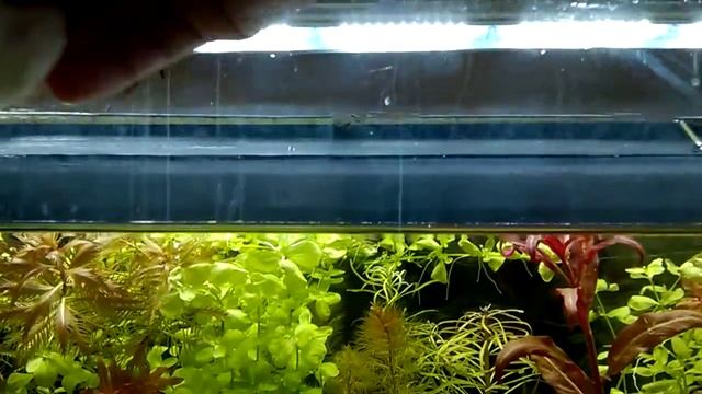 Известковый налет в аквариуме смотреть онлайн