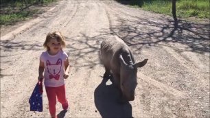 Девочка прогуливается с детенышем носорога