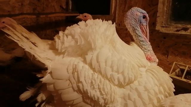 В каком возрасте начинает нестись индейка и что на это влияет? смотреть онлайн