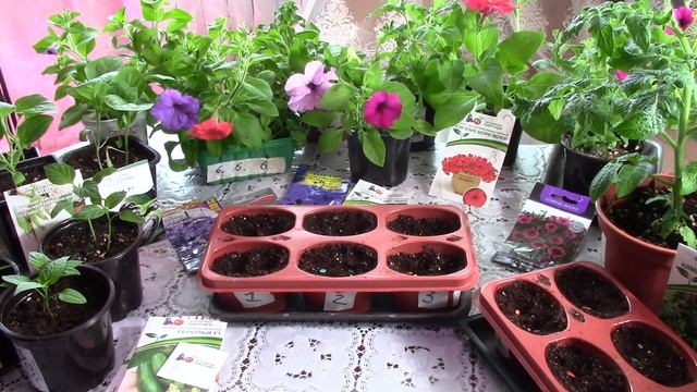 Посадка огурцов 20 03 2022 год смотреть онлайн